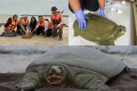 India Releases First Satellite-Tagged Ganges Softshell Turtle in Kaziranga